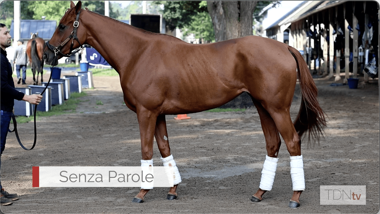 Senza Parole, a Rising Star to Watch for Gun Runner